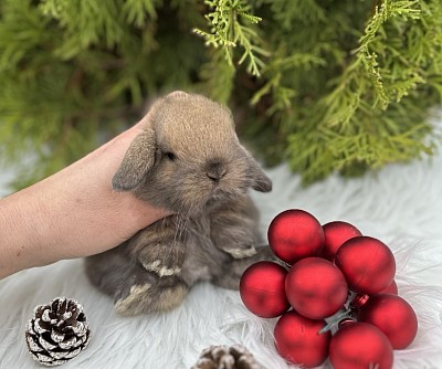 Mini lop, Miniature Lop, карликовые кролики Ростов, карликовые кролики Сочи, карликовые кролики Краснодар, кролик на Новый год, новогодний кролик, новогодние кролики