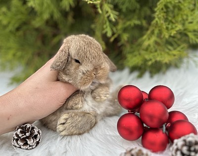 Mini lop, Miniature Lop, карликовые кролики Ростов, карликовые кролики Сочи, карликовые кролики Краснодар