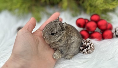 Кролик минор, карликовые кролики Сочи, карликовые кролики Краснодар, карликовые кролики Москва, карликовые кролики Ростов