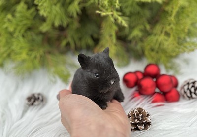 Кролик минор, карликовые кролики Сочи, карликовые кролики Краснодар, карликовые кролики Москва, карликовые кролики Ростов