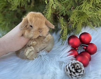 Miniя lop, Miniature Lop, карликовые кролики Ростов, карликовые кролики Сочи, карликовые кролики Краснодар