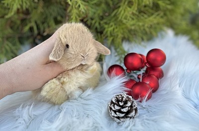 Miniя lop, Miniature Lop, карликовые кролики Ростов, карликовые кролики Сочи, карликовые кролики Краснодар