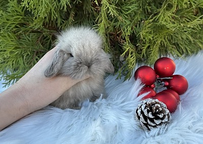 Miniя lop, Miniature Lop, карликовые кролики Ростов, карликовые кролики Сочи, карликовые кролики Краснодар