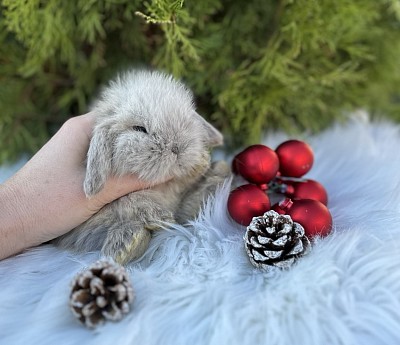 Miniя lop, Miniature Lop, карликовые кролики Ростов, карликовые кролики Сочи, карликовые кролики Краснодар