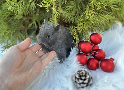 Кролик минор, карликовые кролики Сочи, карликовые кролики Краснодар, карликовые кролики Москва, карликовые кролики Ростов