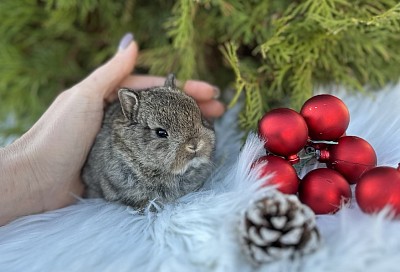 Кролик минор, карликовые кролики Сочи, карликовые кролики Краснодар, карликовые кролики Москва, карликовые кролики Ростов