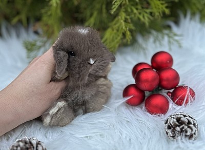 Miniя lop, Miniature Lop, карликовые кролики Ростов, карликовые кролики Сочи, карликовые кролики Краснодар