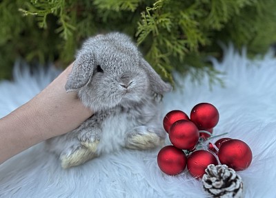 Mini lop, Miniature Lop, карликовые кролики Ростов, карликовые кролики Сочи, карликовые кролики Краснодар