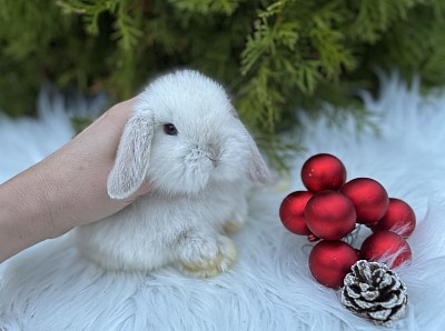Mini lop, Miniature Lop, карликовые кролики Ростов, карликовые кролики Сочи, карликовые кролики Краснодар