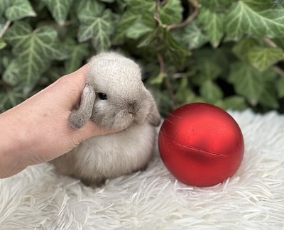 Mini lop, Miniature Lop, карликовые кролики Ростов, карликовые кролики Сочи, карликовые кролики Краснодар