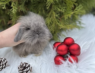 Miniя lop, Miniature Lop, карликовые кролики Ростов, карликовые кролики Сочи, карликовые кролики Краснодар
