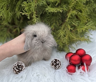 Miniя lop, Miniature Lop, карликовые кролики Ростов, карликовые кролики Сочи, карликовые кролики Краснодар