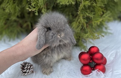 Mini lop, Miniature Lop, карликовые кролики Ростов, карликовые кролики Сочи, карликовые кролики Краснодар, Lion lop