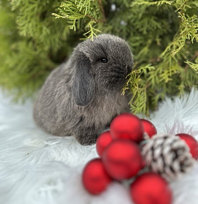 Mini lop, Miniature Lop, карликовые кролики Ростов, карликовые кролики Сочи, карликовые кролики Краснодар