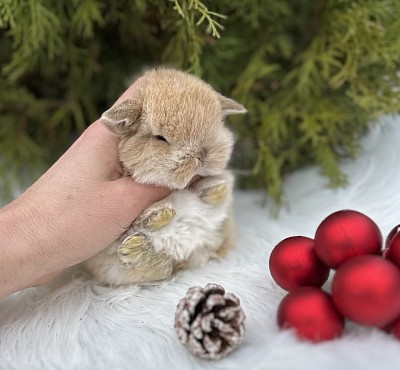 Mini lop, Miniature Lop, карликовые кролики Ростов, карликовые кролики Сочи, карликовые кролики Краснодар