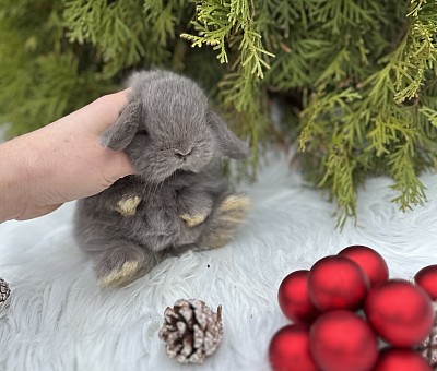 Mini lop, Miniature Lop, карликовые кролики Ростов, карликовые кролики Сочи, карликовые кролики Краснодар