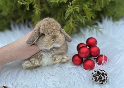 Mini lop, Miniature Lop, карликовые кролики Ростов, карликовые кролики Сочи, карликовые кролики Краснодар
