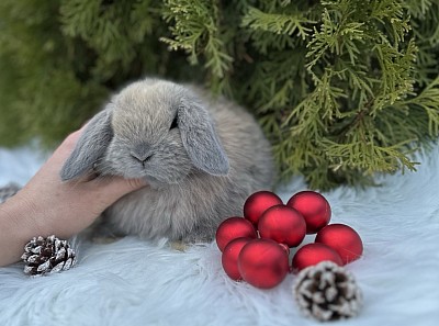 Mini lop, Miniature Lop, карликовые кролики Ростов, карликовые кролики Сочи, карликовые кролики Краснодар