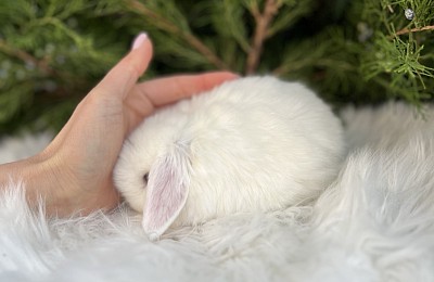 Mini lop, Miniature Lop, карликовые кролики Ростов, карликовые кролики Сочи, карликовые кролики Краснодарский