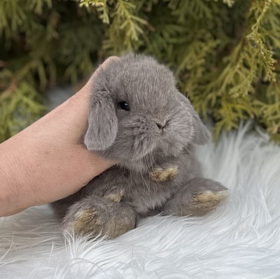 Mini lop, Miniature Lop, карликовые кролики Ростов, карликовые кролики Сочи, карликовые кролики Краснодар