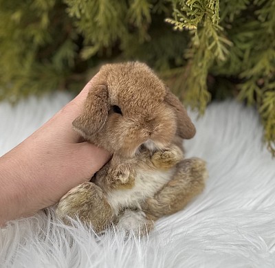 Mini lop, Miniature Lop, карликовые кролики Ростов, карликовые кролики Сочи, карликовые кролики Краснодар