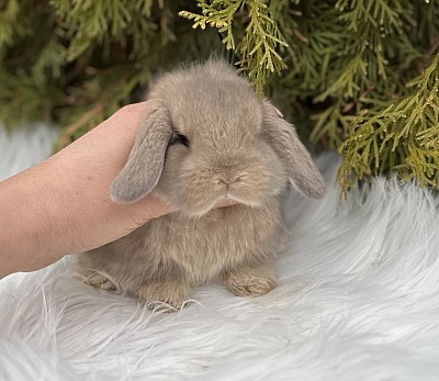 Mini lop, Miniature Lop, карликовые кролики Ростов, карликовые кролики Сочи, карликовые кролики Краснодар, кролик на Новый год, новогодний кролик, новогодние кролики