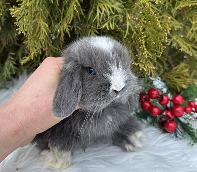 Mini lop, Miniature Lop, карликовые кролики Ростов, карликовые кролики Сочи, карликовые кролики Краснодар