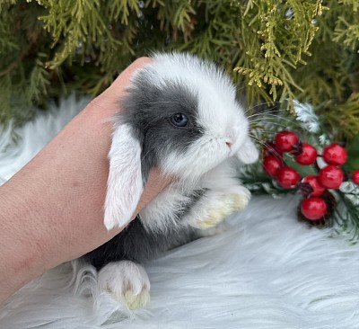 Mini lop, Miniature Lop, карликовые кролики Ростов, карликовые кролики Сочи, карликовые кролики Краснодар