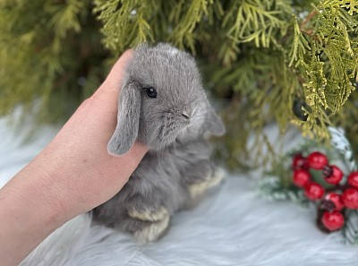 Miniя lop, Miniature Lop, карликовые кролики Ростов, карликовые кролики Сочи, карликовые кролики Краснодар