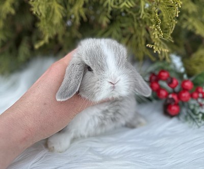 Miniя lop, Miniature Lop, карликовые кролики Ростов, карликовые кролики Сочи, карликовые кролики Краснодар