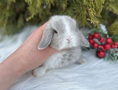 Mini lop, Miniature Lop, карликовые кролики Ростов, карликовые кролики Сочи, карликовые кролики Краснодар, кролик на Новый год, новогодний кролик, новогодние кролики