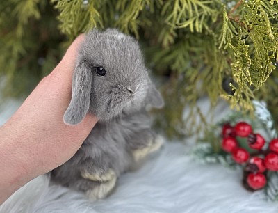 Mini lop, Miniature Lop, карликовые кролики Ростов, карликовые кролики Сочи, карликовые кролики Краснодар