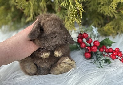 Mini lop, Miniature Lop, карликовые кролики Ростов, карликовые кролики Сочи, карликовые кролики Краснодар, кролик на Новый год, новогодний кролик, новогодние кролики