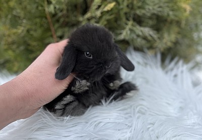 Mini lop, Miniature Lop, карликовые кролики Ростов, карликовые кролики Сочи, карликовые кролики Краснодар