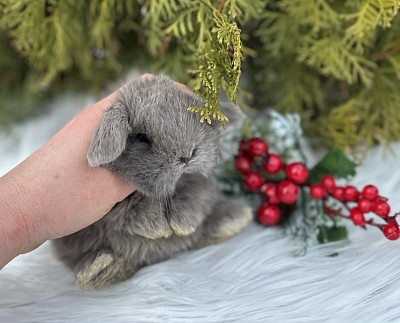 Mini lop, Miniature Lop, карликовые кролики Ростов, карликовые кролики Сочи, карликовые кролики Краснодар