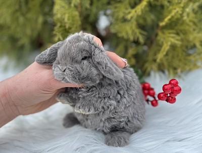 Карликовый баран рекс, плюшевый кролик, карликовый кролик, кролики Сочи,