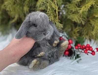 Карликовый баран рекс, плюшевый кролик, карликовый кролик, кролики Сочи,