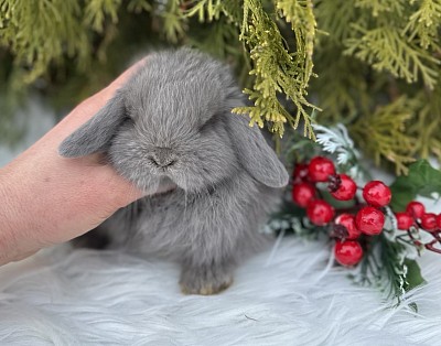 Карликовый баран рекс, плюшевый кролик, карликовый кролик, кролики Сочи,