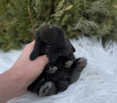 Mini lop, Miniature Lop, карликовые кролики Ростов, карликовые кролики Сочи, карликовые кролики Краснодар