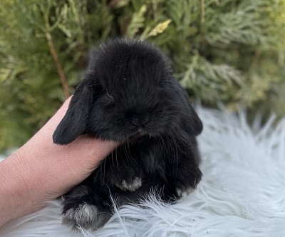 Mini lop, Miniature Lop, карликовые кролики Ростов, карликовые кролики Сочи, карликовые кролики Краснодар