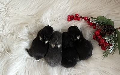 Mini lop, Miniature Lop, карликовые кролики Ростов, карликовые кролики Сочи, карликовые кролики Краснодар