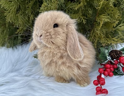 Miniя lop, Miniature Lop, карликовые кролики Ростов, карликовые кролики Сочи, карликовые кролики Краснодар