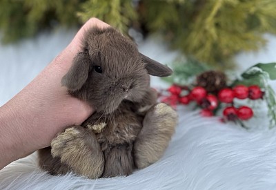 Mini lop, Miniature Lop, карликовые кролики Ростов, карликовые кролики Сочи, карликовые кролики Краснодар