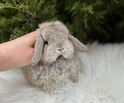 Mini lop, Miniature Lop, карликовые кролики Ростов, карликовые кролики Сочи, карликовые кролики Краснодар