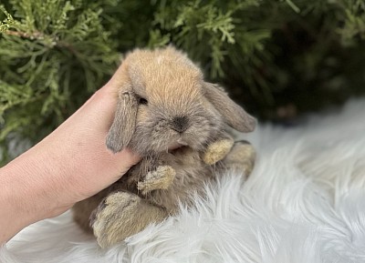 Mini lop, Miniature Lop, карликовые кролики Ростов, карликовые кролики Сочи, карликовые кролики Краснодар