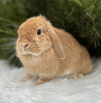 Минилоп, Mini lop, Miniature Lop, карликовые кролики Ростов, карликовые кролики Сочи, карликовые кролики Краснодар