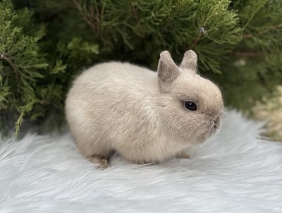 Кролик минор, самый маленький кролик, кролики Ростов, кролики Москва, кролики Сочи, кролики Краснодар, карликовые кролики, мини кролики, крольчата