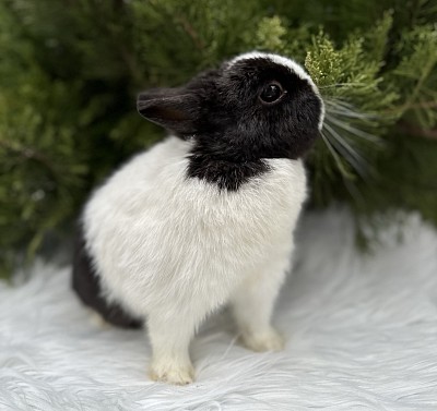 Кролик минор, самый маленький кролик, кролики Ростов, кролики Москва, кролики Сочи, кролики Краснодар, карликовые кролики, мини кролики, крольчата