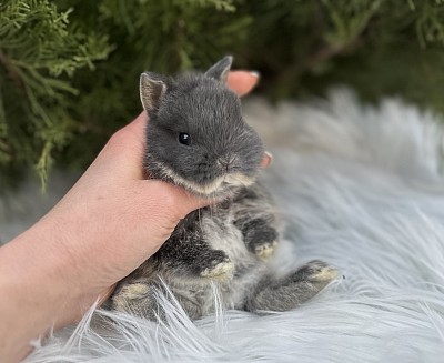 Кролик минор, карликовые кролики Сочи, карликовые кролики Краснодар, карликовые кролики Москва, карликовые кролики Ростов