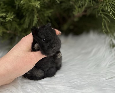 Кролик минор, карликовые кролики Сочи, карликовые кролики Краснодар, карликовые кролики Москва, карликовые кролики Ростов